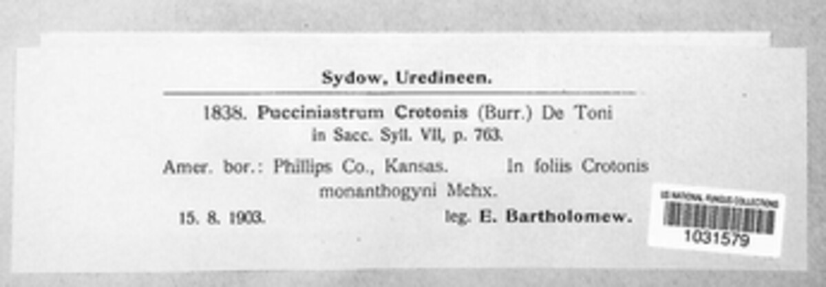 Pucciniastrum crotonis image